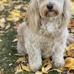 Honor - Goldendoodle