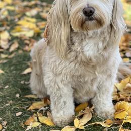 Honor - Goldendoodle