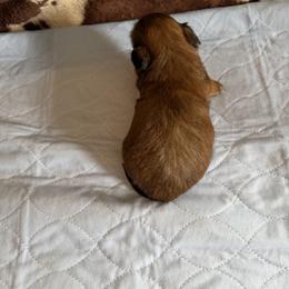 Girl Gold - Gold female Shih Tzu puppy in Fort Myers, Florida from Donna's Puppies