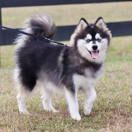 Mayzie - Pomsky