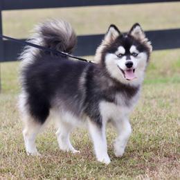Mayzie - Pomsky