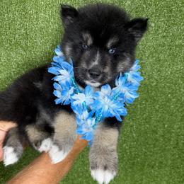 Squash - Black tan and white male Siberian Husky puppy in Folsom, Louisiana from Geaux Fluffy