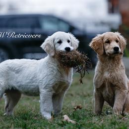 Boy 1 - Golden male Golden Retriever puppy in Murfreesboro, Tennessee from ATW Retrievers