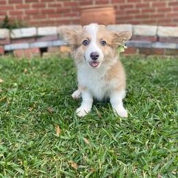 Margo - Sable female Pembroke Welsh Corgi puppy in Hueytown, Alabama from AAA Corgis