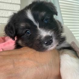 Baby boy - Black tri male Toy Australian Shepherd puppy in Nickelsville, Virginia from Pecan Creek