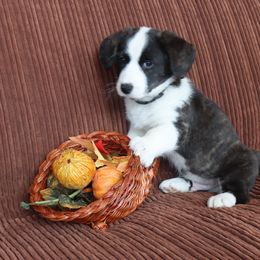 Cardigan Welsh Corgi Puppies from Rowe Family