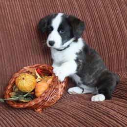 Cardigan Welsh Corgi Puppies from Rowe Family
