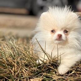 Winter - Cream female Pomeranian puppy in Westminster, Colorado from VanityPom’s