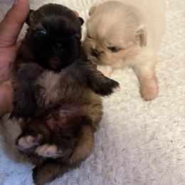Pekingese and Poodle Puppies from Dogs lovers