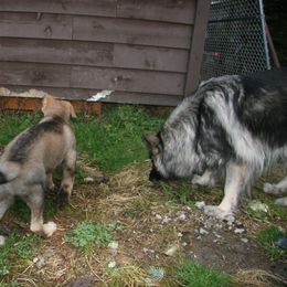 Shiloh Shepherd Puppies from Solace Shilohs
