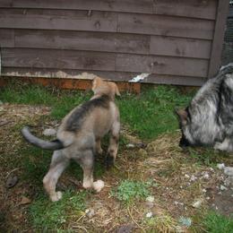 Shiloh Shepherd Puppies from Solace Shilohs