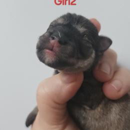 SaltGirl2 - Salt and pepper female Miniature Schnauzer puppy in Ferndale, Washington from Blackhorse Schnauzers Washington state