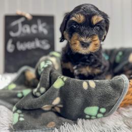 Boy 1 - Tri-color male Australian Labradoodle puppy in Avon, Indiana from Forever Friends Labradoodles