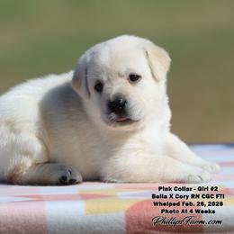 Bella Girl 2 - Yellow female Labrador Retriever puppy in Point, Texas from Lakylu Kennels