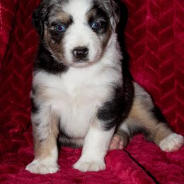 Miniature Australian Shepherd Puppies from Sand Dollar Aussies