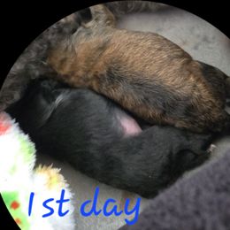 Maltipoo Puppies from Fasnacht Fuzzy Maltipoos LLC
