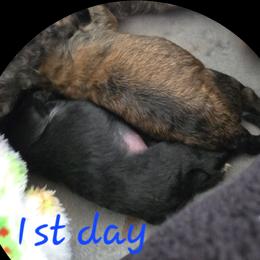 Maltipoo Puppies from Fasnacht Fuzzy Maltipoos LLC