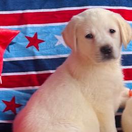 Girl 3 - Yellow female Labrador Retriever puppy in Jamestown, Ohio from Heartlands Quality Labrador Retrievers