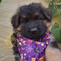 Peri - Black and red male German Shepherd puppy in Orlando, Florida from AceHaven Canines