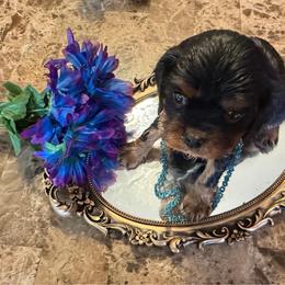 Elsa - Black and tan female Cavalier King Charles Spaniel puppy in Avoca, New York from Palladino’s Cavaliers of Upstate NY