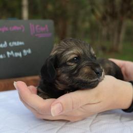 Lassie (Purple collar) - Cream female Dachshund puppy in Prospect, Oregon from Spunky Sausage Pups