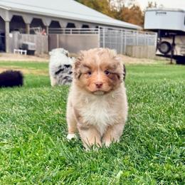 Tater Tot - Red merle female Australian Shepherd puppy in Ashland, Ohio from SS Australian Shepherds