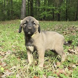 Betty - Fawn female Anatolian Shepherd Dog puppy in La Grange, Georgia from Florida Anatolian Shepherds