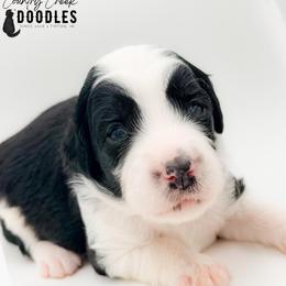 Memorial aka Remi - female Australian Mountain Doodle puppy in Tipton, Indiana from Country Creek Doodles