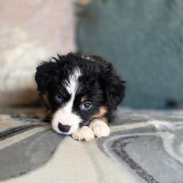 Maple - Red tri female Miniature Australian Shepherd puppy in Killen, Alabama from Wilkers Wholehearted Mini Aussies
