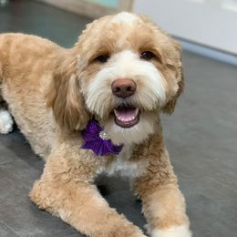 Oakley - Goldendoodle