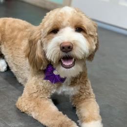 Oakley - Goldendoodle