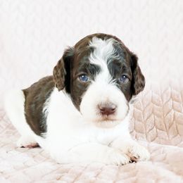 Poodle Puppies from Mountain Vista Pups LLC