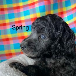 Spring - Silver female Poodle puppy in Greenville, North Carolina from Grace Poodles