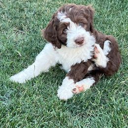 Red and White Male - Aussiedoodle puppy in Orland, California from Shockley’s Elite Doodles