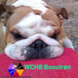 BOSS - Bulldog