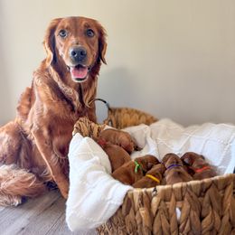 Golden Retriever Puppies from Pawmetto Goldens