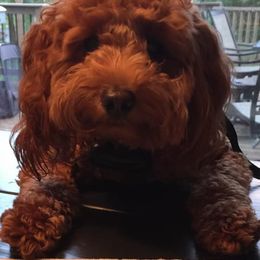 Goldendoodle Puppies from Northwoods Goldendoodles