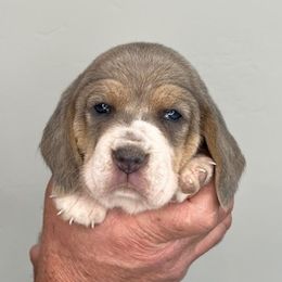 AKC Orange Collar Female - Beagle puppy from Idaho Beagles