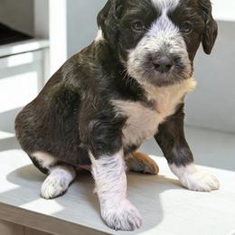 Bagel - Black and white male Aussiedoodle puppy in Ellenburg Center, New York from Kristin's Puppies