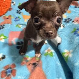Chihuahua, Poodle, and Yorkshire Terrier Puppies from Rosa's Chihuahuas