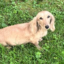 Dahlia - Dachshund