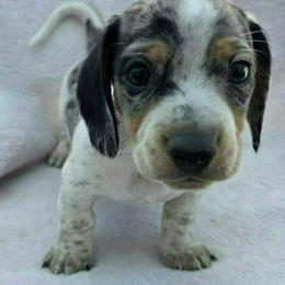 Oreo - Dapple male Dachshund puppy in Golden Valley, Arizona from Greatest Journey Ranchette