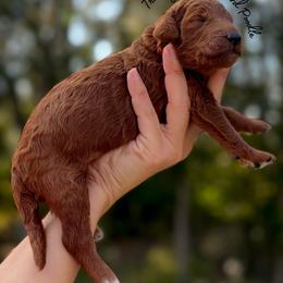 Fred Weasley - Red  male Poodle puppy in Spring Hills, Florida from The Olympus Standard Poodle