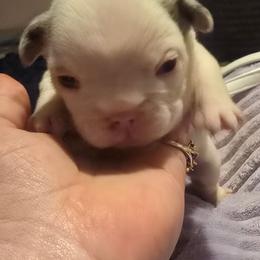 Olaf - White male French Bulldog puppy in Pleasant Hill, Iowa from Courtney Nicole's Mal Shihs & Goldendoodles