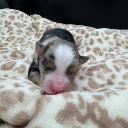 Boy 2 - Blue merle male Miniature Australian Shepherd puppy in Arcadia, Indiana from Sunset Cowgirl Mini Aussies