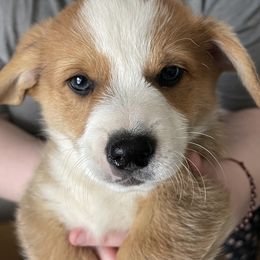 American Corgi and Pembroke Welsh Corgi Puppies from Emma’s Corgi’s