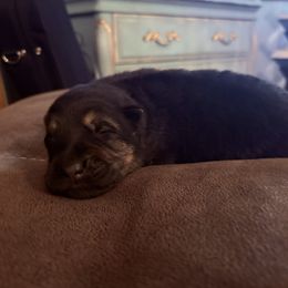 Girl 2 - Black and red female German Shepherd puppy in Carbondale, Kansas from Cunningham German Shepherds, LLC