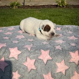 Teal - Red speckled female Australian Cattle Dog puppy in Spokane, Washington from 4D Cattle Dogs