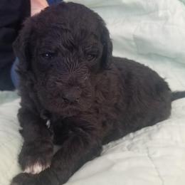 Poodles from Platinum Poodles