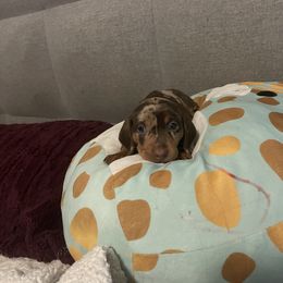 Dachshund Puppies from SoCal Mini Dachshunds